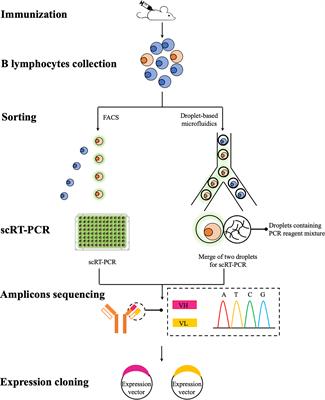 Potential Applications of Fluorescence-Activated Cell Sorting (FACS) and Droplet-Based Microfluidics in Promoting the Discovery of Specific Antibodies for Characterizations of Fish Immune Cells